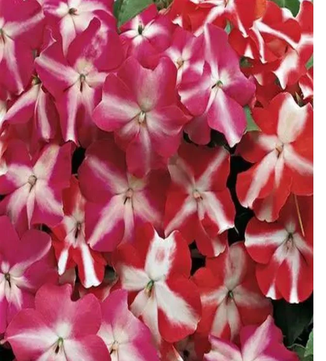 Impatiens-Accent-Star-Mix-Flower-Seeds.webp
