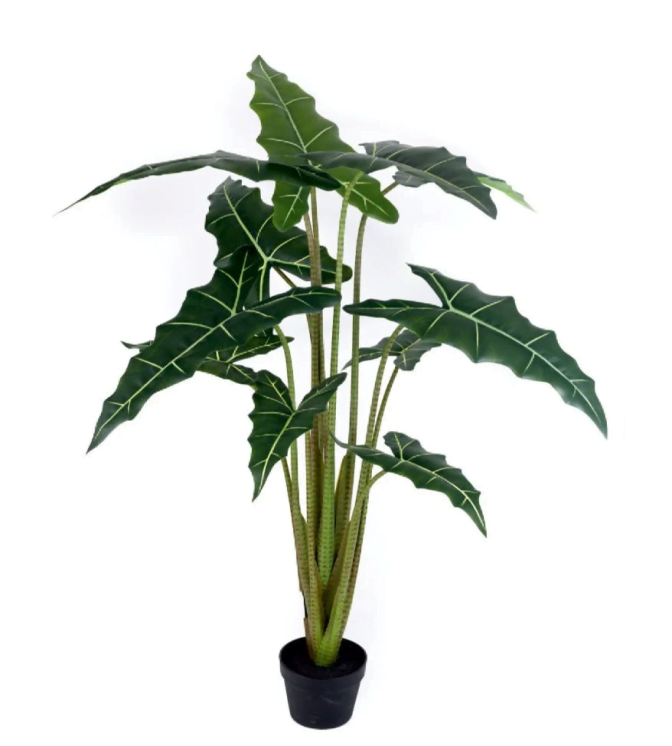 Ipomoea-Morning-Glory-Heavenly-Blue-Seeds-25-Grams.png