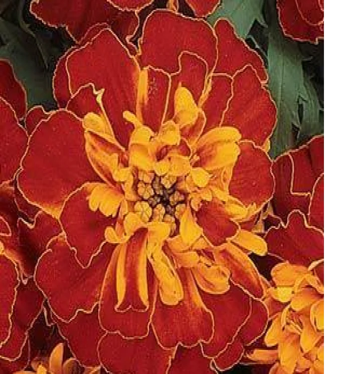Marigold-African-Inca-Mix-Flower-Seeds-1.webp