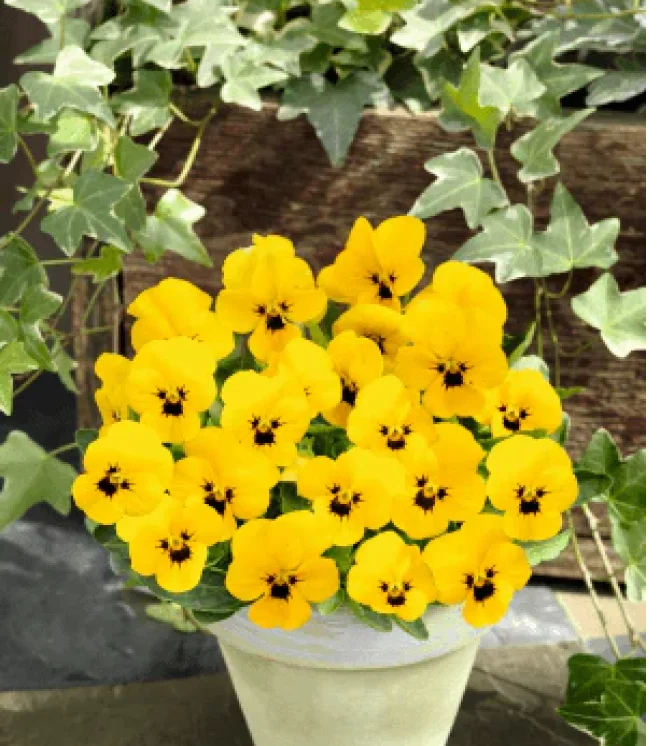 Marigold-French-Bonanza-Harmony-Flower-Seeds.webp