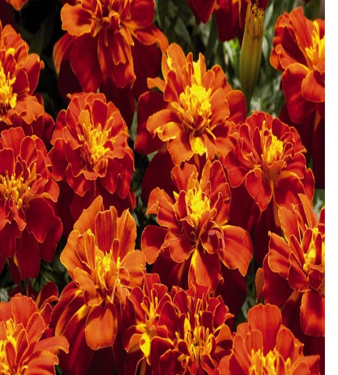 Marigold-French-Hot-Pak-Gold-Flower-Seeds.webp