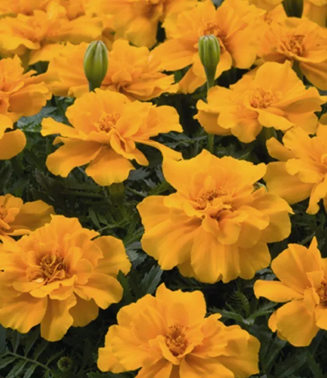 Marigold-French-Safari-Orange-Flower-Seeds.webp