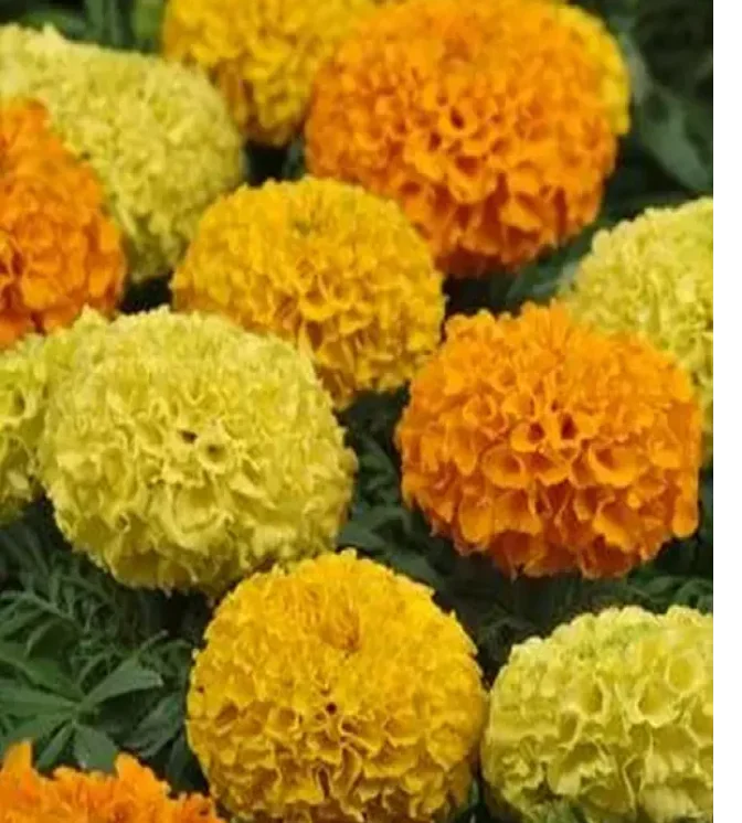 Marigold-French-Safari-Red-Flower-Seeds.webp