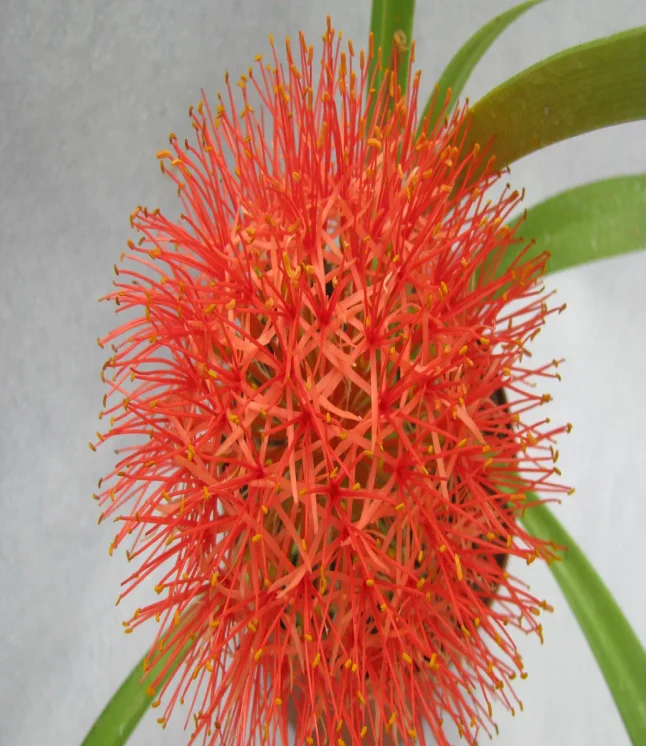 Michelia-champaca-Sampangi-Seeds-1-Kg.webp