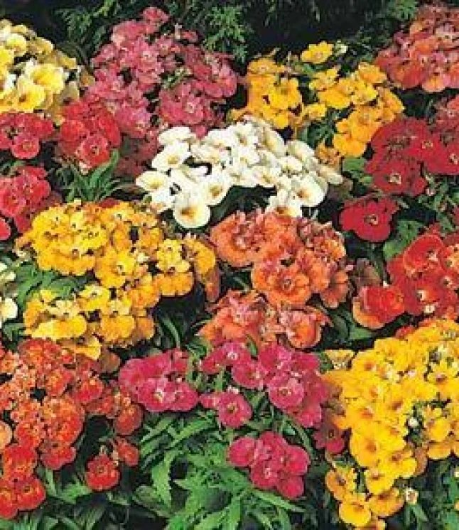 Mimusops-hexandra-Seeds-1-Kg.webp