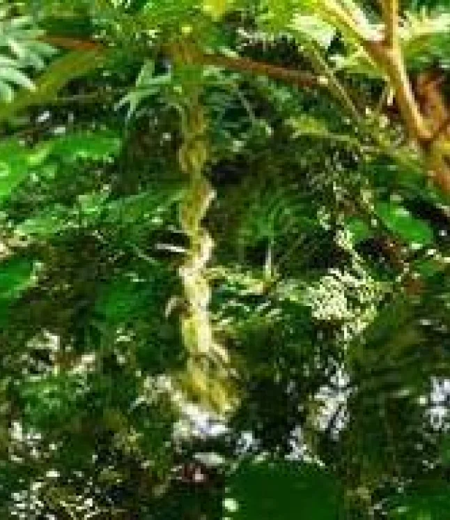 Mucuna-pruriens-Seeds-1-Kg.webp