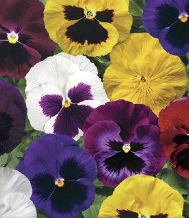 Nicotiana-Avalon-Mix-Flower-Seeds.webp