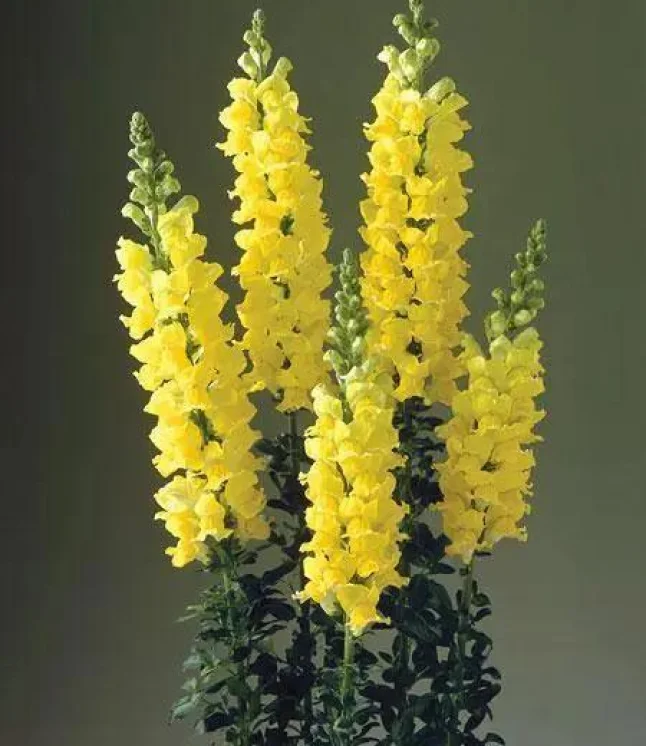Nicotiana-Perfume-Mix-Flower-Seeds-1.webp