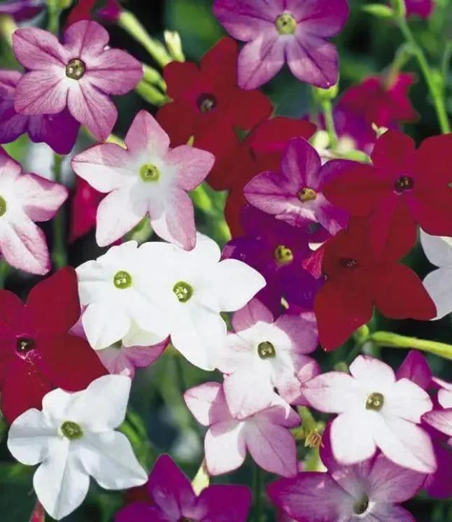 Nicotiana-Perfume-Mix-Flower-Seeds.webp