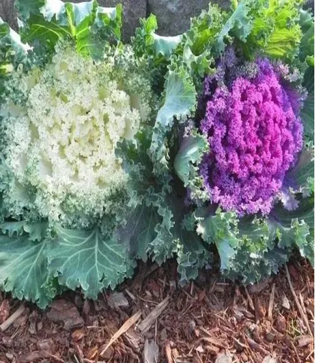 Ornamental-Cabbage-Kamome-Mix-Seeds-1.webp