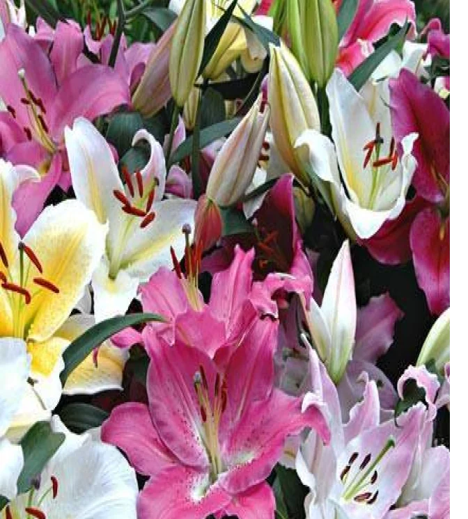 Pansy-Maj.-Gts-II-Fire-Flower-Seeds-1.webp