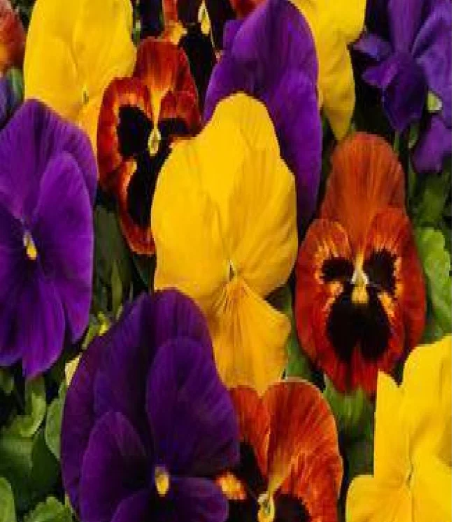 Pansy-Maj.-Gts-II-Rosalyn-Flower-Seeds-1.webp