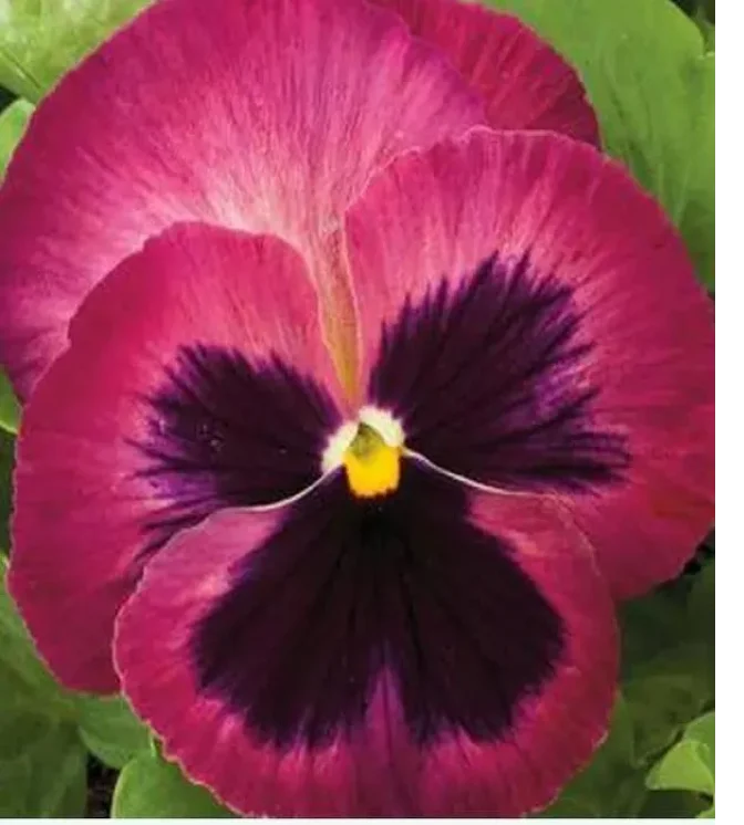 Pansy-Maj.-Gts-II-Rosalyn-Flower-Seeds.webp