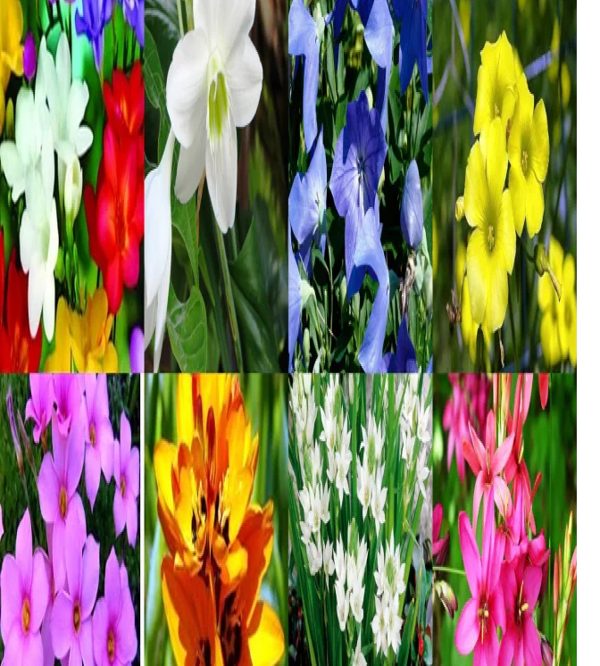 Pansy-Maj.-Gts-Il-Mix-Flower-Seeds.webp