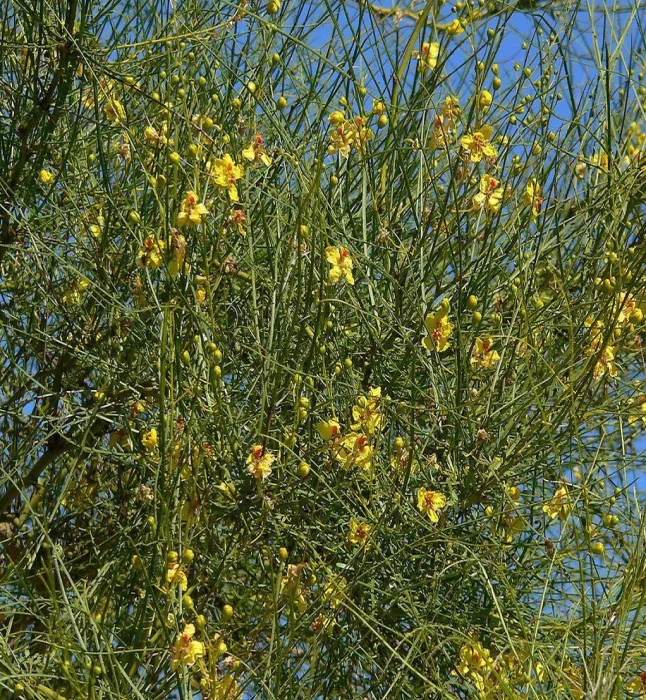 Parkinsonia-aculeata-Seeds-1-Kg.webp