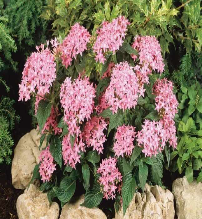 Peltophorum-Pterocarpum-Seeds-1-Kg-1.webp