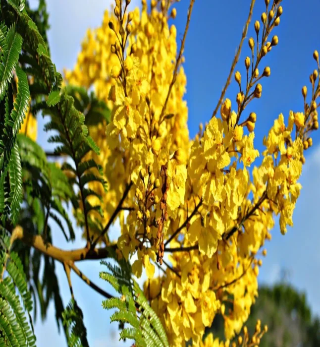 Peltophorum-Pterocarpum-Seeds-1-Kg.webp