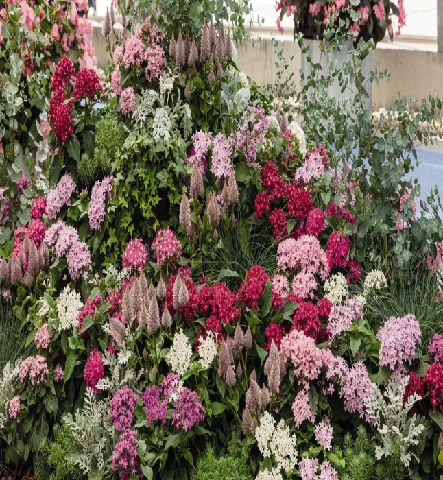 Pentas-Graffiti-Mix-Flower-Seeds.webp