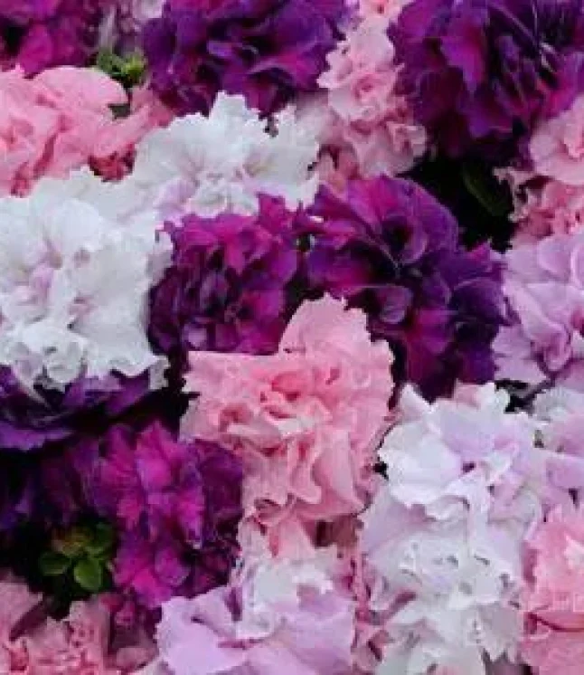 Petunia-Double-Gf.-Glorious-Mix-Flower-Seeds.webp