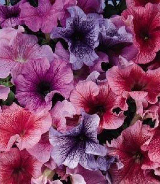 Petunia-Grandiflora-Daddy-Blue-Flower-Seeds.webp