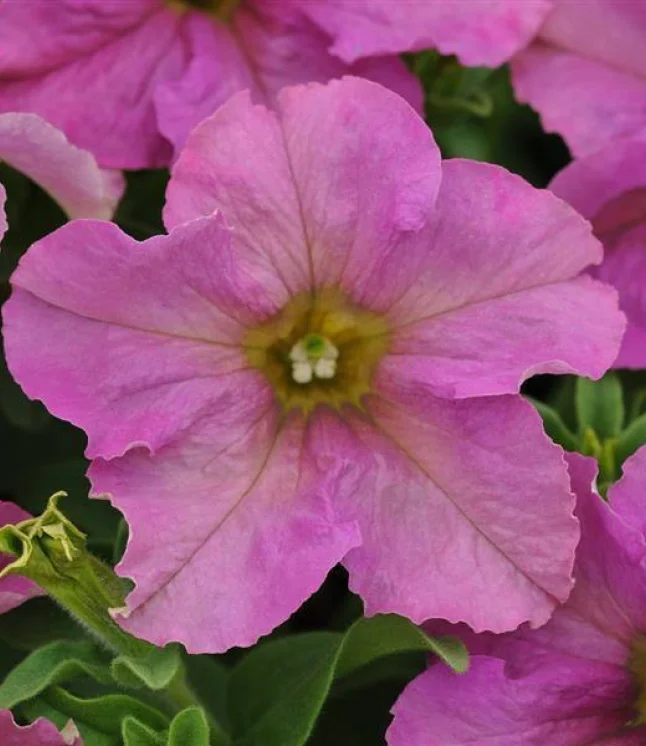 Petunia-Single-Gf.-Daddy-Mix-Flower-Seeds.webp