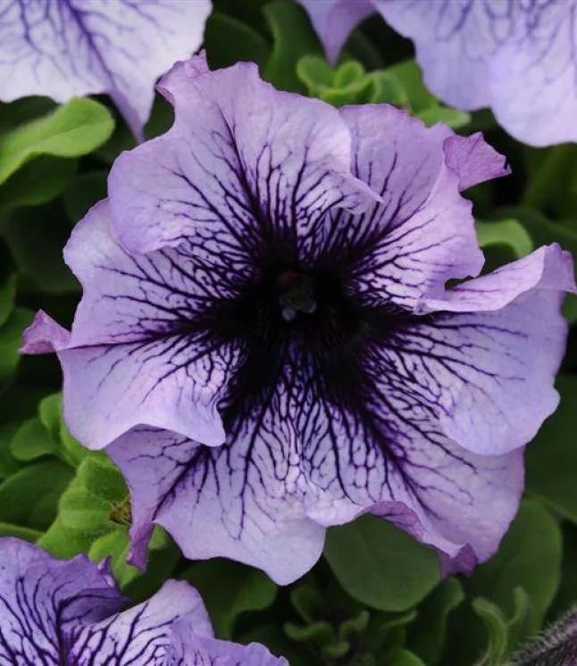 Petunia-Single-Gf.-Dreams-Mix-Flower-Seeds-1.webp