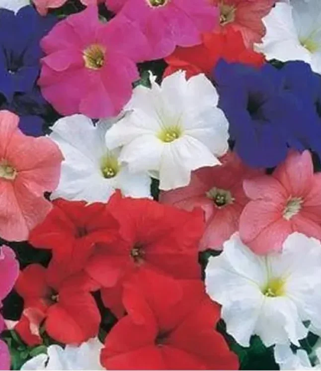 Petunia Single Gf. Dreams Mix Flower Seeds (3)