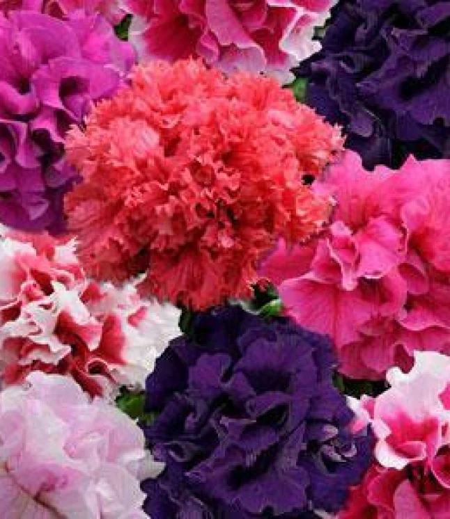 Petunia-Single-Mf.-Carpet-Mix-Flower-Seeds-1-1.webp