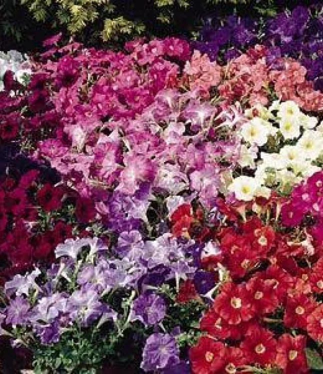 Petunia-Single-Mf.-Carpet-Mix-Flower-Seeds-1.webp