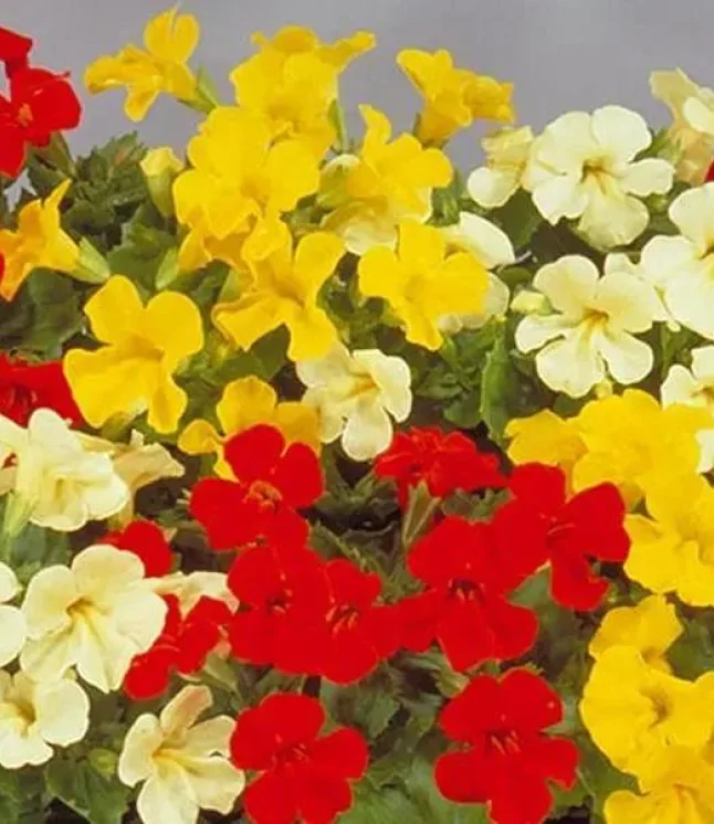 Phlox-21st-Century-Mix-Flower-Seeds.webp