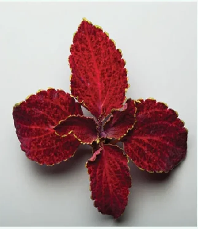 Poinciana-regia-Delonix-regia-Gulmohar-Seeds-1-Kg-1.webp