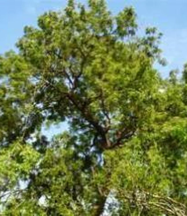 Poinciana-regia-Delonix-regia-Gulmohar-Seeds-1-Kg-2.webp