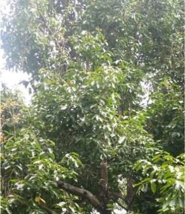 Poinciana-regia-Delonix-regia-Gulmohar-Seeds-1-Kg-3.webp