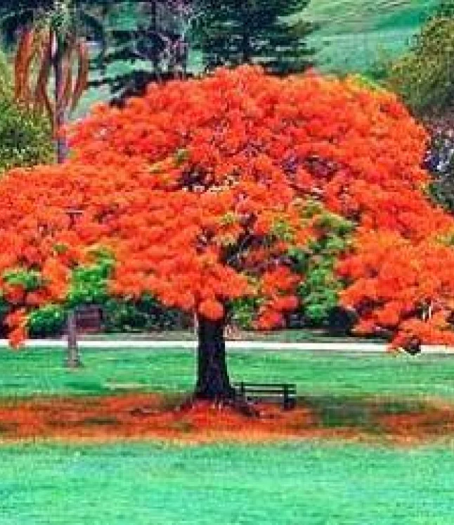 Poinciana-regia-Delonix-regia-Gulmohar-Seeds-1-Kg.webp