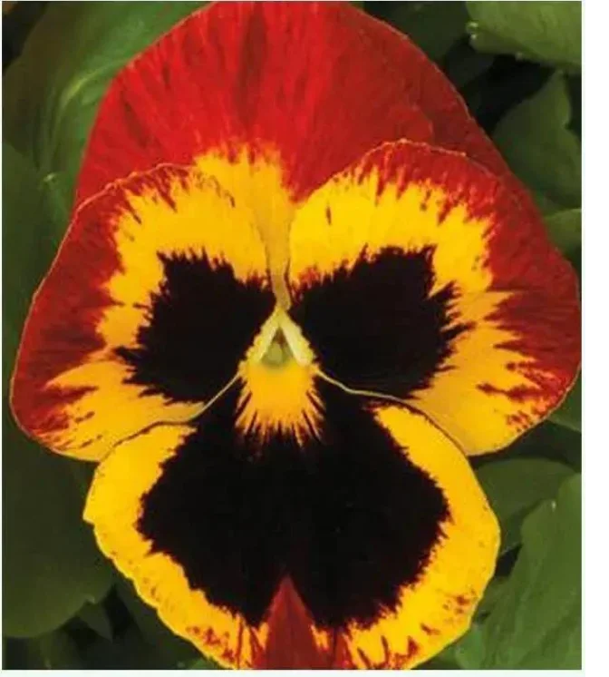 Rainy-Season-Flower-Bulbs-Mega-Pack-90-Bulbs.webp
