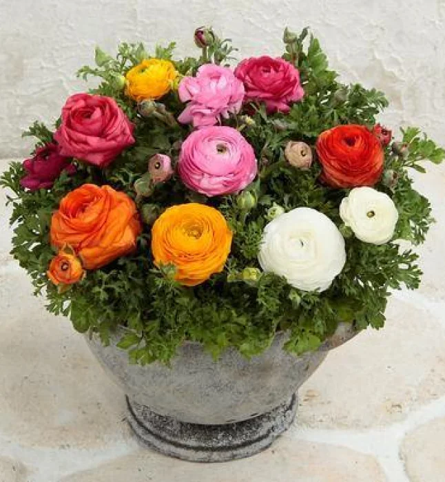 Ranunculus-Blooming-Dale-II-Mix-Flower-Seeds.webp
