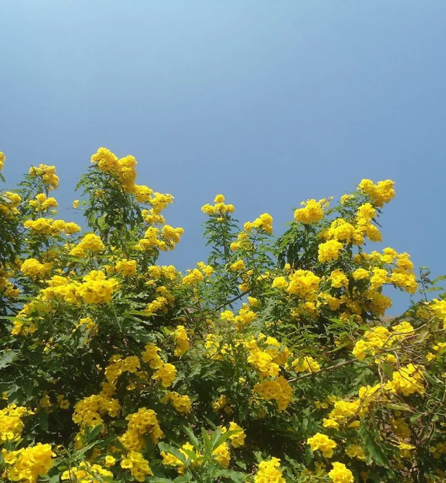 Tecoma-stans-Seeds-1-Kg-1.webp
