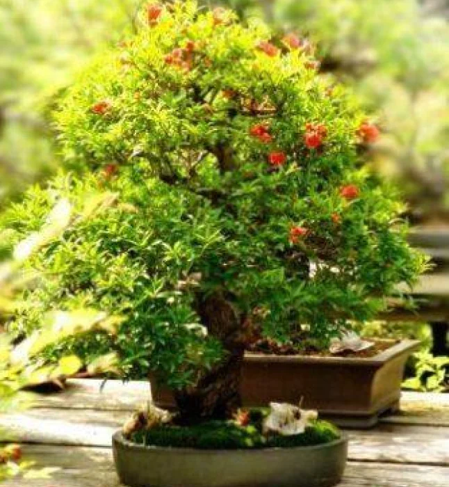 Tecoma-stans-Seeds-1-Kg-2.webp
