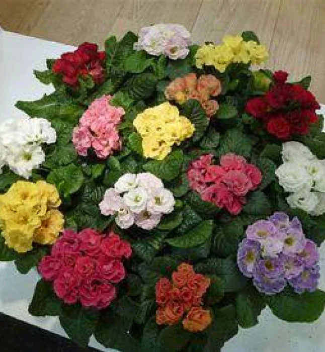 Tecoma-stans-Seeds-1-Kg-3.webp