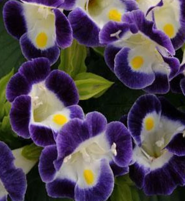 Torenia-Kauai-Blue-White-Flower-Seeds.webp