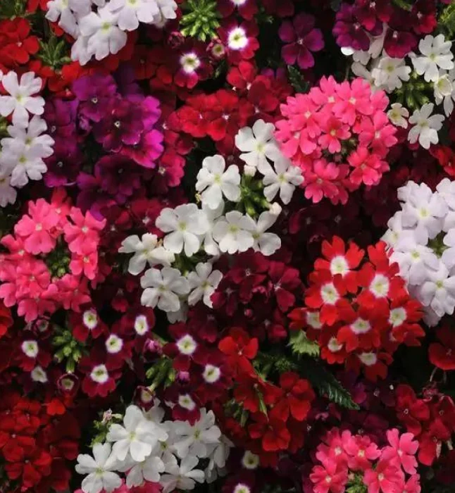 Torenia-Kauai-Mix-Flower-Seeds.webp