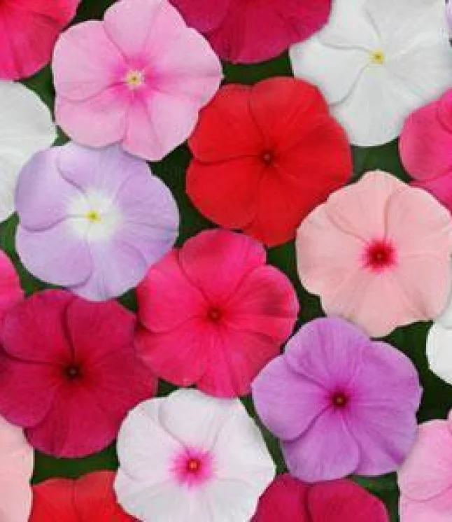 Viola-F2-Joker-Mix-Flower-Seeds-1.webp