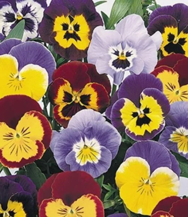 Viola-F2-Joker-Mix-Flower-Seeds.webp