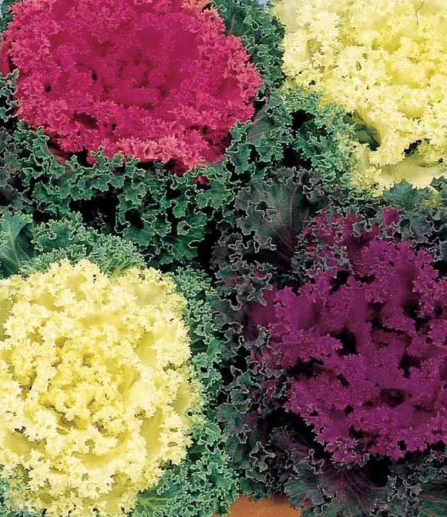 Zinnia-Double-Dreamland-Mix-Flower-Seeds-1.webp