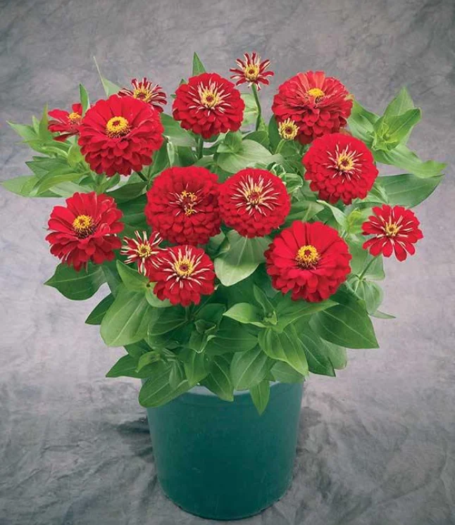 Antirrhinum-Snapshot-Coral-Bicolor-Flower-Seeds.webp