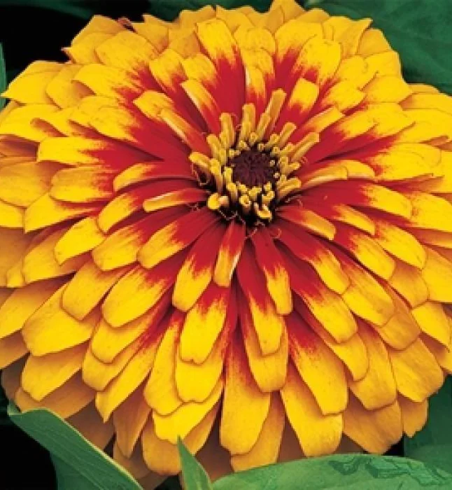 Zinnia-Swizzle-Scarlet-Yellow-Flower-Seeds.webp