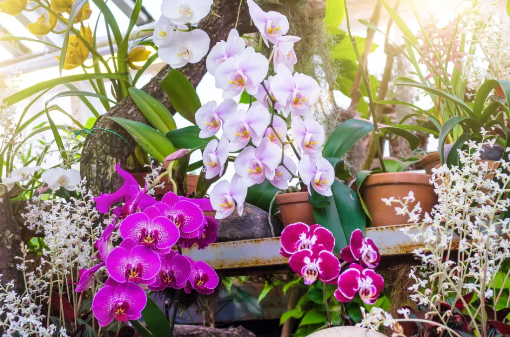 orchids-flower-clay-pots
