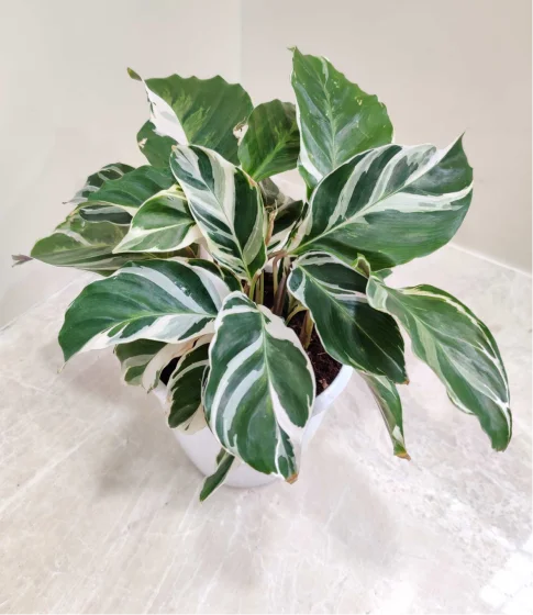 A potted Calathea White Fusion plant, showing its beautiful variegation