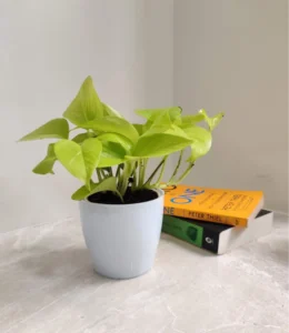 Money plant Vastu tips - dos & don'ts for wealth & positive energy