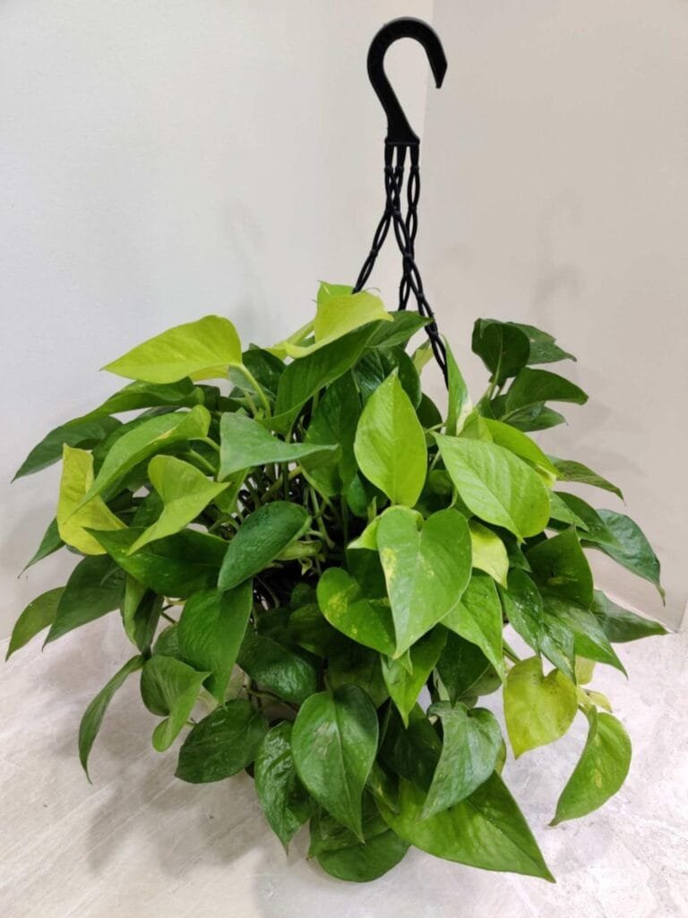 Money Plant - Popular Indoor Plant for Prosperity and Good Luck